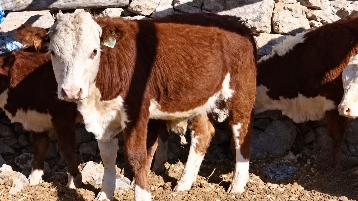 Kazakh White-headed cow
