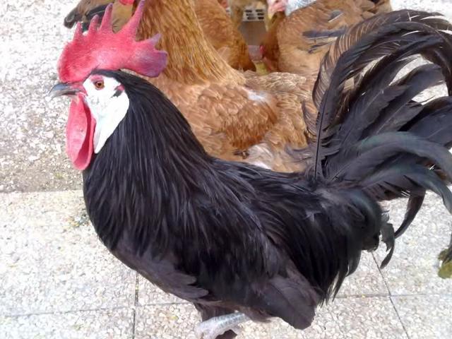 白脸黑西班牙