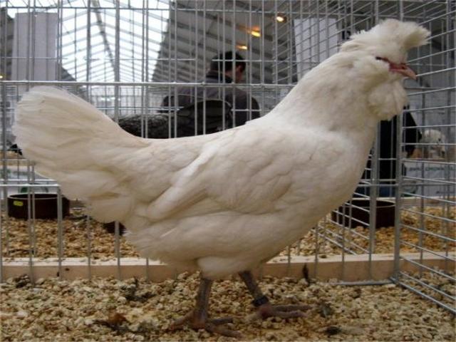 波尔韦拉拉